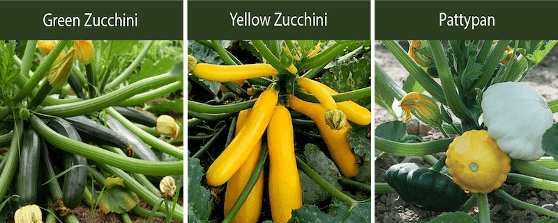 green zucchini yellow zucchini pattypan squash varieties